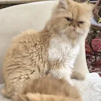 پرشین ماده چشم عسلی