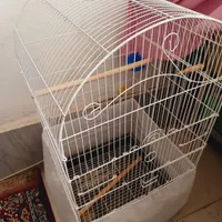 قفس قناری سهره طوطی  همه مدل|پرنده|ساوه, |دیوار