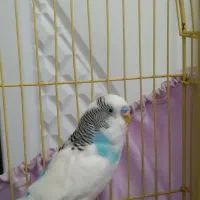 مرغ عشق نر