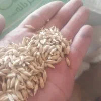 فروش جو خوب محلی قیمت53 تومان