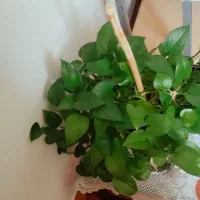 پتوس|گل و گیاه طبیعی|بروجرد, |دیوار