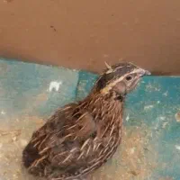 اسباب بازی عروسک سالم معاوضه با جوجه مینا