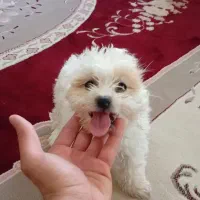 سگ پاکوتاه
