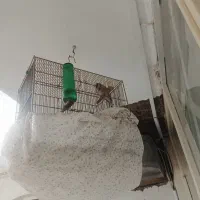 سهره نر