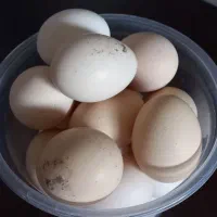 تخم مرغ محلی دورگ لاری نطقه دار