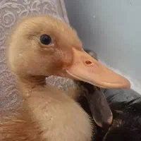 2 عدد اردک سالم