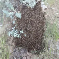 نیروی کار برای زنبورستان