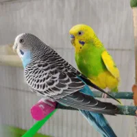 یه جفت مرغ عشق درشت کار داده خوش رنگ نژاددار