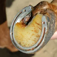 نعل بندی ساده و طبی اسب