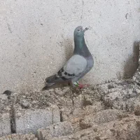 کبوتر پلاکیی