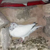 کبوتر معاوضه