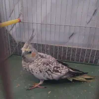 عروس گل باقالی