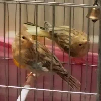 سه تا جوجه قناری سرخ