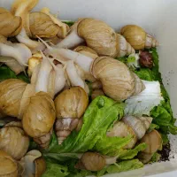 فروش حلزون
