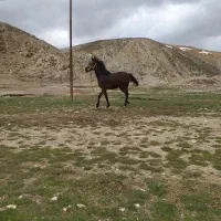 اسب|اسب و تجهیزات اسبسواری|دیواندره, |دیوار