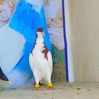 کبوتر نامبر