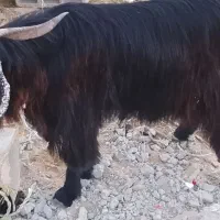 پاچن|حیوانات مزرعه|چابهار, |دیوار