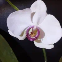 ارکیده