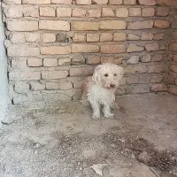 واگزار|سگ|قرچک, داوود آباد|دیوار
