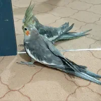 عروس هلندی ، جوجه مینا