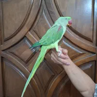 شاه طوطی