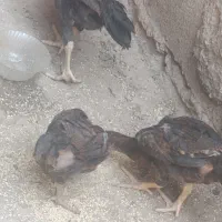جوجه لاری