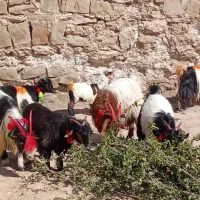برداشتی نامبروان