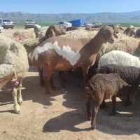 پشم زنی گوسفند
