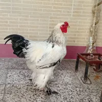 خروس برهما لایت