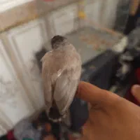 قصیره سفلی