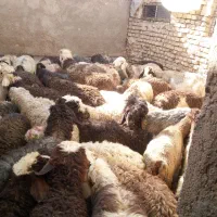 بره نر بارجدید رسید