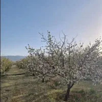 باغ|فروش زمین و ملک کلنگی|اقلید, |دیوار