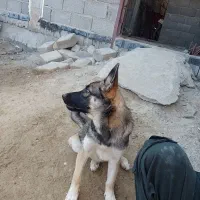 سگ ژرمن و مالینوا دو رگه