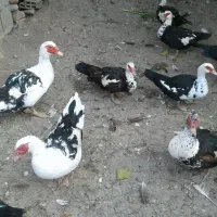 اردک مسکویی و بوقلمون