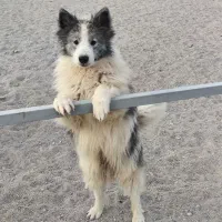 سامویید نر بالغ