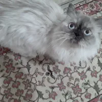 گربه گمشده