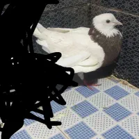 کبوتر طوق نر