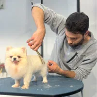 ارایش حیوانات خانگی امیر