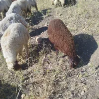 بره