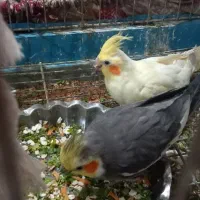 ی جفت عروس هلندی مولد به شرط پنچ جوجه