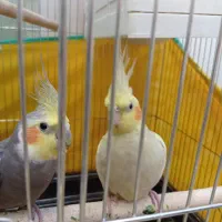 یک جفت عروس هلندی مولد با جوجه