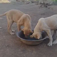 2توله عراقی سگ ماده