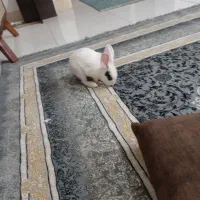 خرگوش رایگان