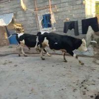 گوساله|حیوانات مزرعه|سراجو, |دیوار