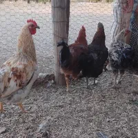 خروس