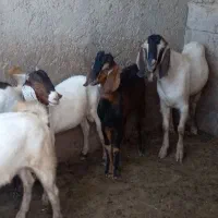 کهر بز|حیوانات مزرعه|کاکی, |دیوار