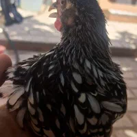 خروس سه ماهه سبرایت