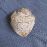 فسیل سنگ
