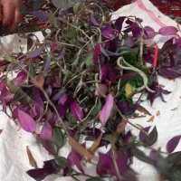 قلمه گل یا گیاه برگ بیدی یا گل سایه