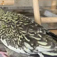 عروس مرواریدی